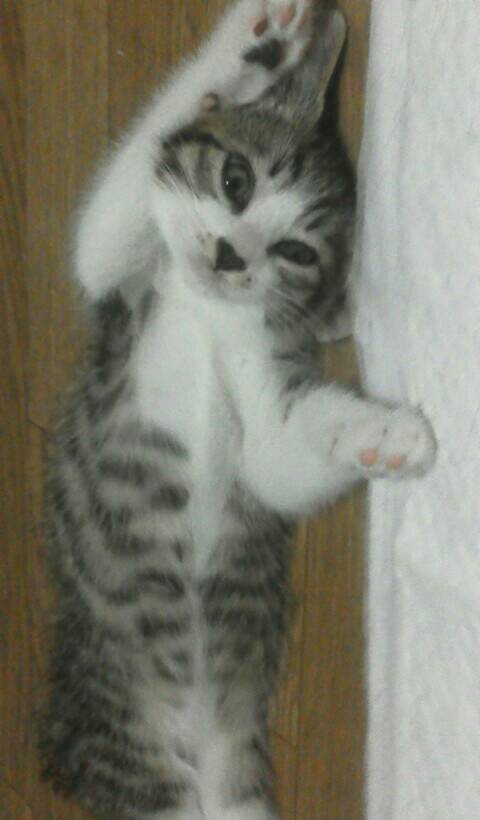 なつお