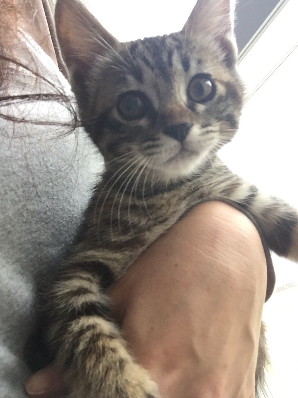 バニラ