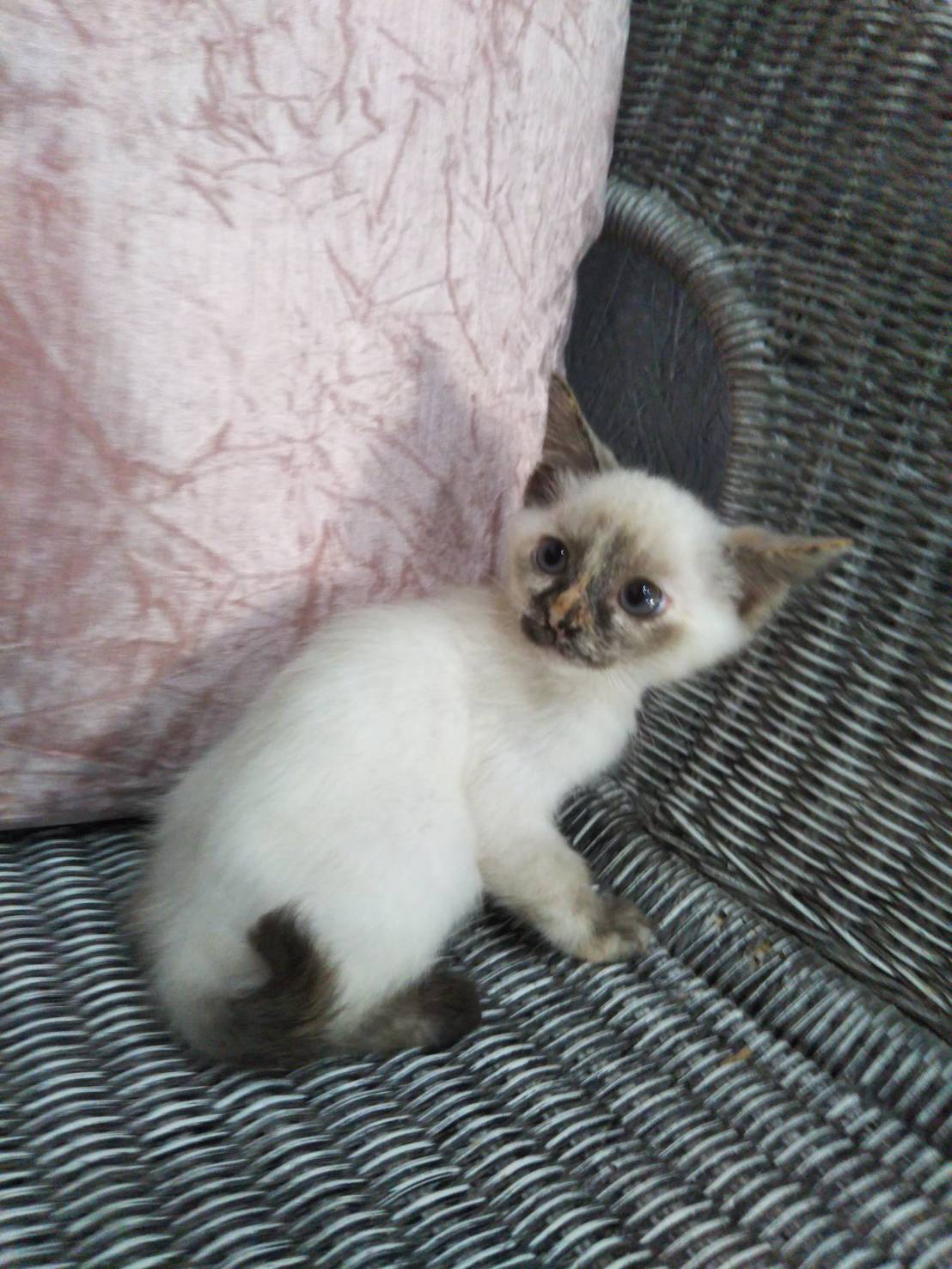 ジャム