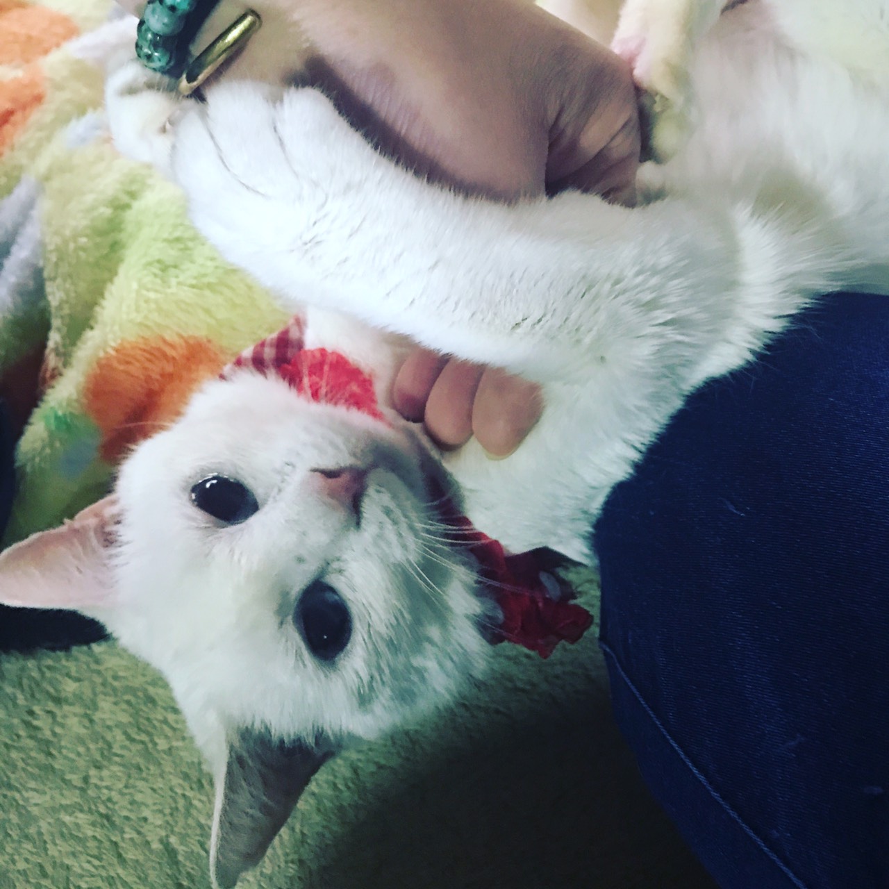 シフォン